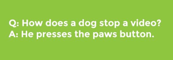 Animal jokes: Dogs and cats - Read best jokes with pets Animal jokes: Dogs and cats - Read best jokes with pets