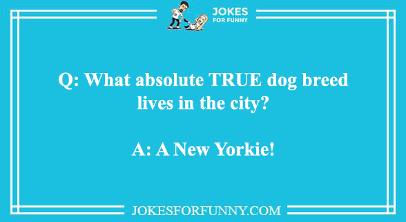 dog joke