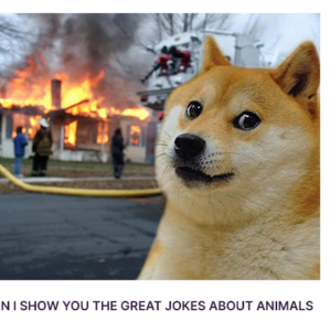 template doge joke