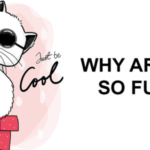 why cats are funny
