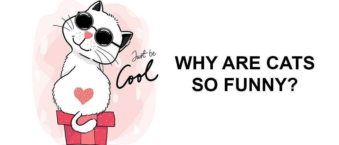 why cats are funny