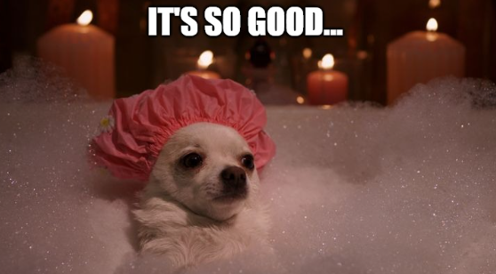 chihuahua meme