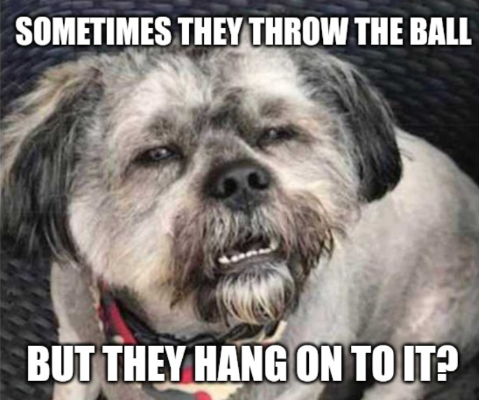 confused dog meme