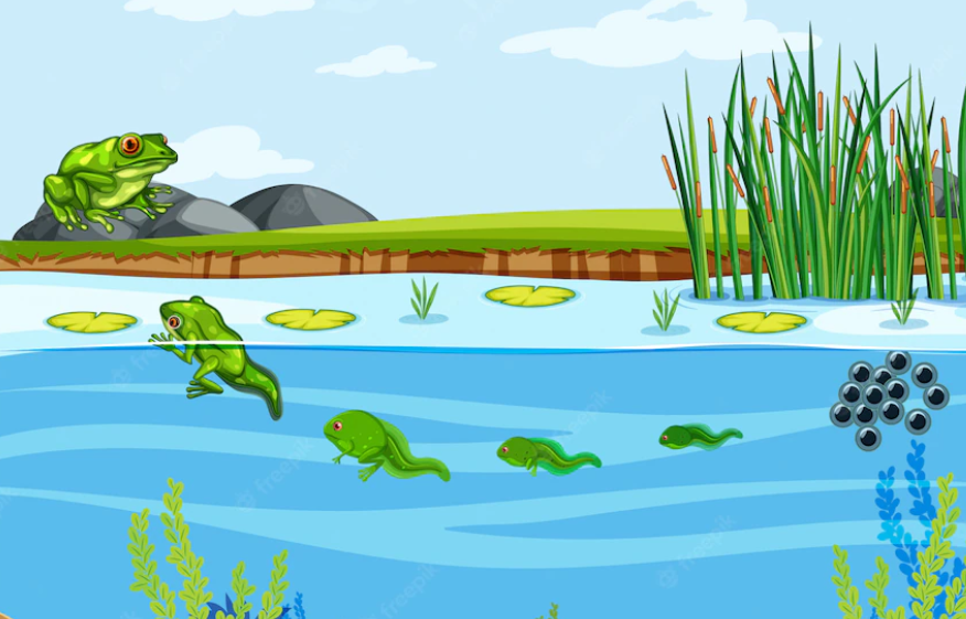 frog jokes for adults