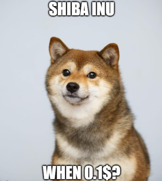 shiba inu memes