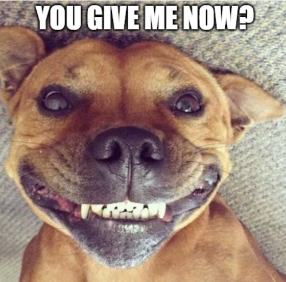 smile dog face meme