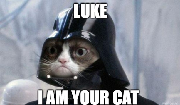 star wars cat meme