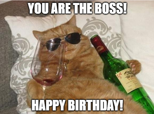 funny cat happy birthday meme