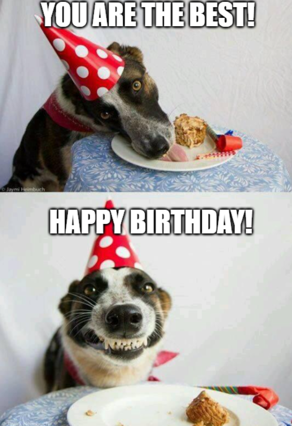 happy birthday dog meme