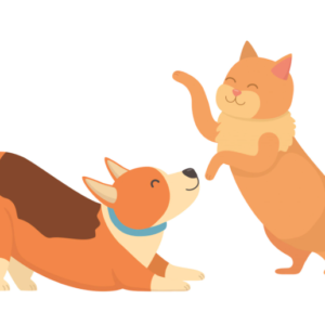 funny cats and dogs pictures