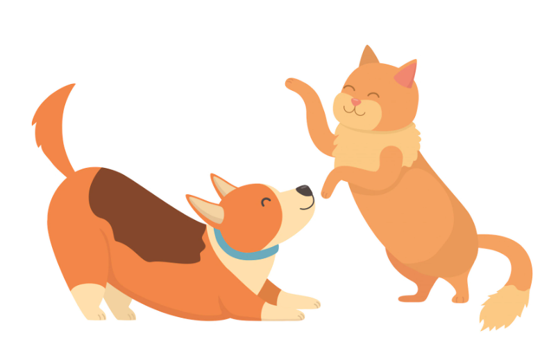 funny cats and dogs pictures